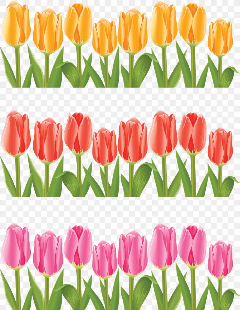 Tulip Flower, PNG, 3615x4657px, Tulip, Cut Flowers, Drawing, Floristry, Flower Download Free