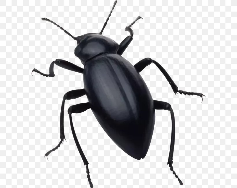 Clip Art, PNG, 602x650px, Insect, Arthropod, Beetle, Ground Beetle, Invertebrate Download Free