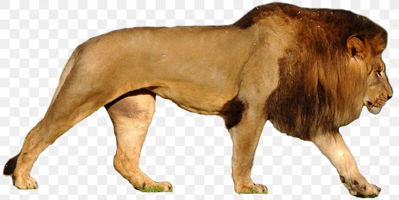 Lion Tiger Leopard Cougar Roar, PNG, 1281x643px, Lionhead Rabbit, Bear, Big Cat, Big Cats, Carnivoran Download Free