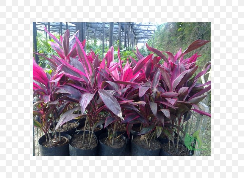 Ti Dracaena Ornamental Plant Red Frangipani, PNG, 600x600px, Dracaena, Amaranth Family, Annual Plant, Arrowroot Family, Blood Download Free
