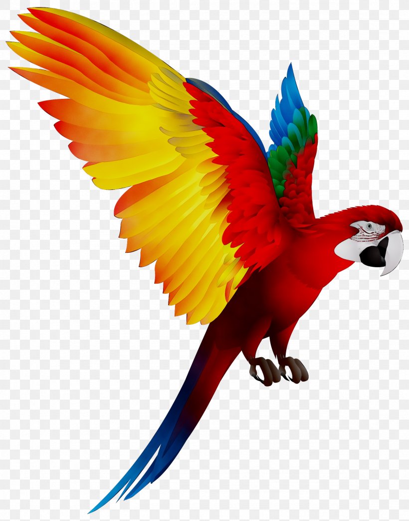 Bird Blue-and-yellow Macaw Pet Scarlet Macaw, PNG, 2353x2994px, Bird, Amazon Parrot, Beak, Blueandyellow Macaw, Cockatoo Download Free