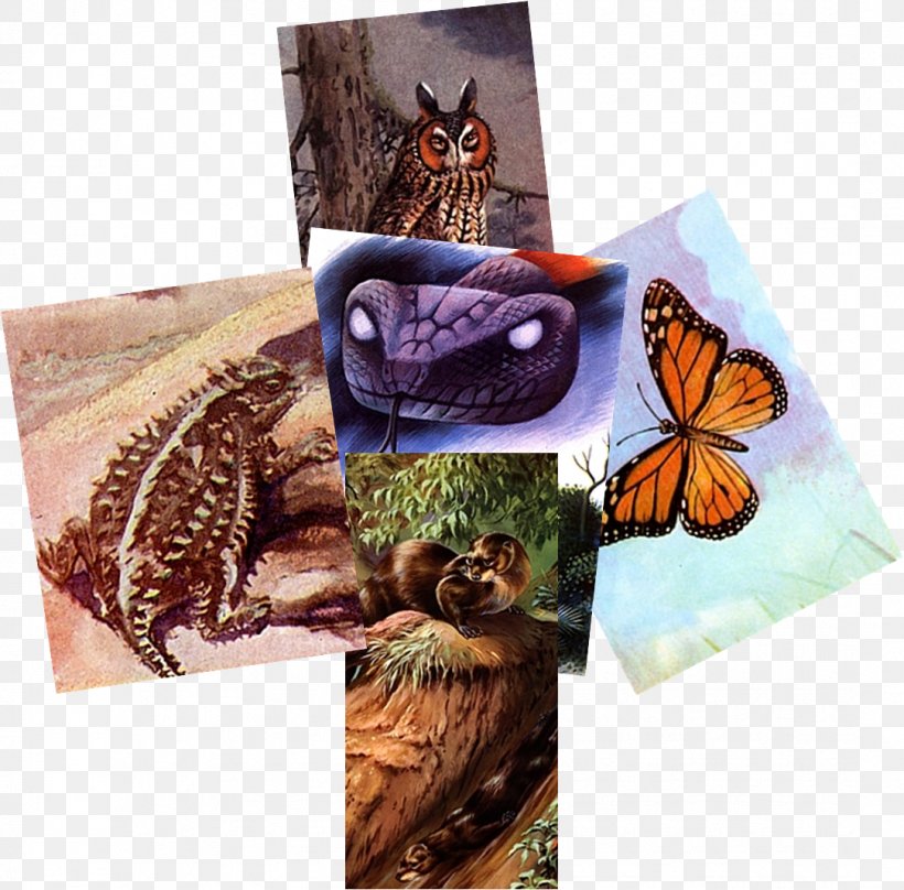 Butterfly Computer Mouse Otter Fauna Television, PNG, 1084x1069px, Butterfly, Aviator, Computer Mouse, Fauna, Greeting Note Cards Download Free