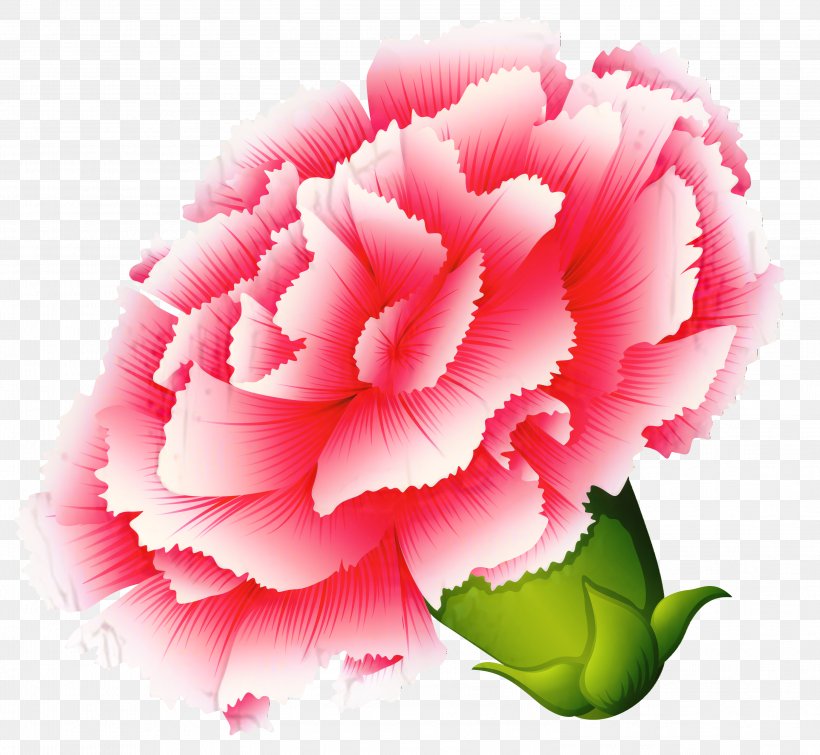 Carnation Cabbage Rose Garden Roses Peony Cut Flowers, PNG, 2996x2761px, Carnation, Annual Plant, Cabbage Rose, Closeup, Cut Flowers Download Free