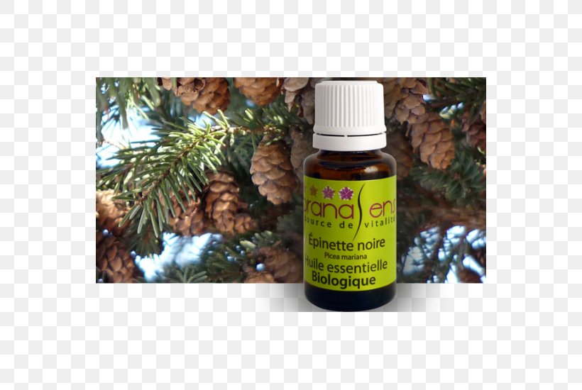 Essential Oil Health Massage Camphor Tree, PNG, 550x550px, Essential Oil, Black Spruce, Bourbon Geranium, Camphor Tree, Cinnamon Download Free