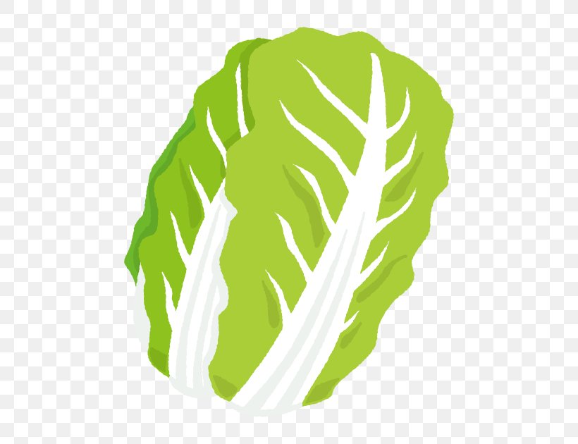 Napa Cabbage Illustration Greens Vegetable Welsh Onion, PNG, 630x630px, Napa Cabbage, Cabbage, Cabbages, Carrot, Chard Download Free
