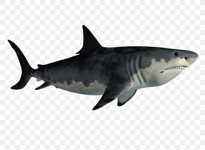 Tiger Shark Great White Shark Requiem Shark Clip Art, PNG, 800x600px, Tiger Shark, Alpha Compositing, Bull Shark, Carcharhiniformes, Cartilaginous Fish Download Free