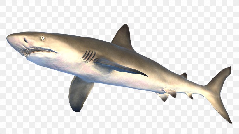 Tiger Shark Great White Shark Squaliform Sharks Lamniformes Requiem Sharks, PNG, 1280x720px, Tiger Shark, Biology, Carcharhiniformes, Cartilaginous Fish, Fauna Download Free