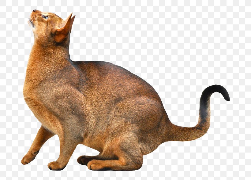 Abyssinian Somali Cat Kitten Pet, PNG, 760x590px, Abyssinian, Asian, Burmese, Carnivoran, Cat Download Free