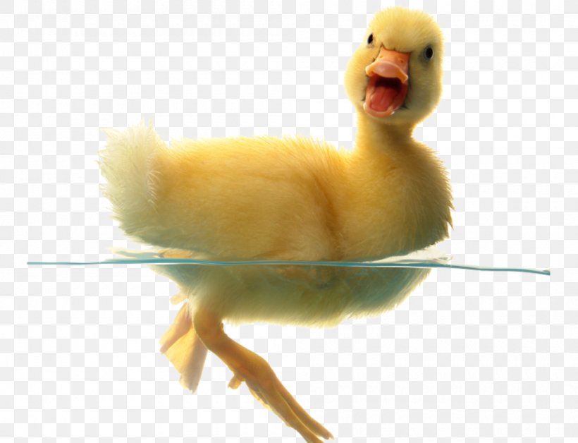 Baby Ducks American Pekin Rouen Duck, PNG, 1000x766px, Duck, American Pekin, Baby Ducks, Beak, Bird Download Free