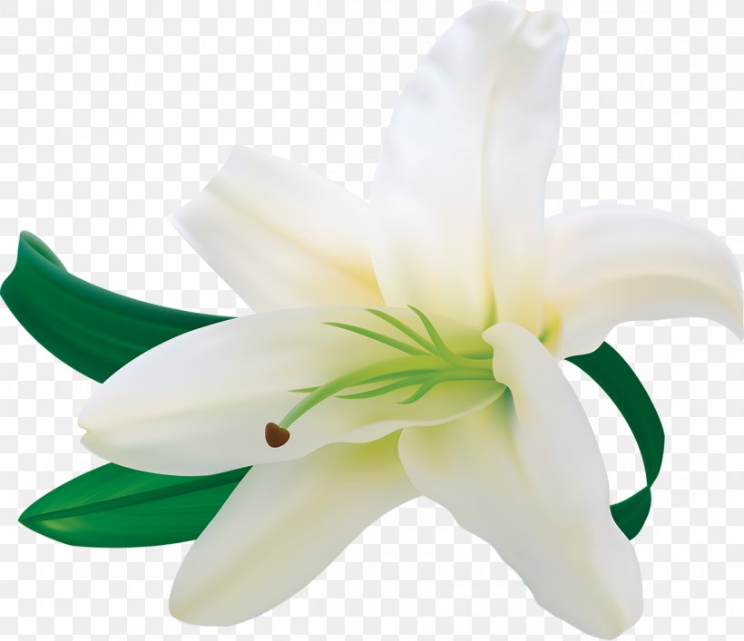 Clipart And Easter Lilly