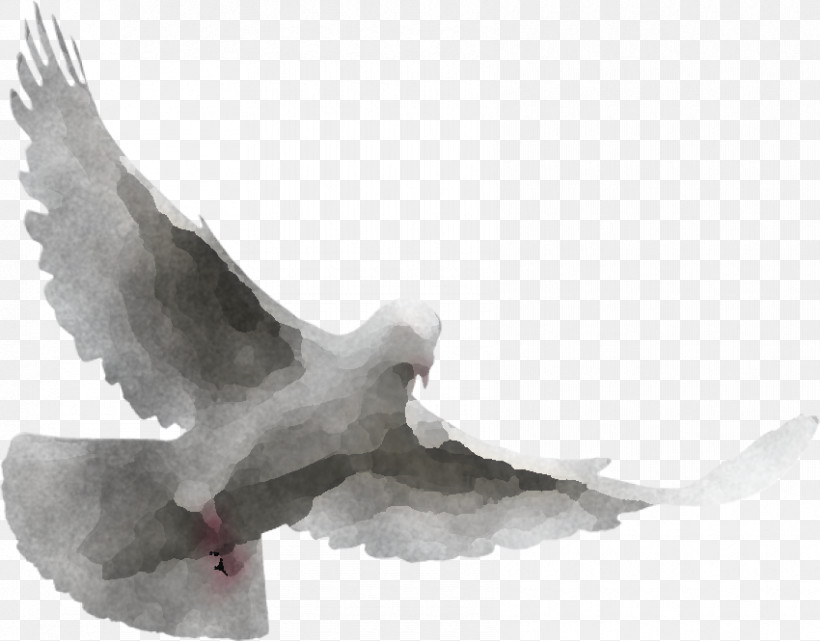 Feather, PNG, 850x665px, Rock Dove, Beak, Bird, Drawing, Eagle Download Free