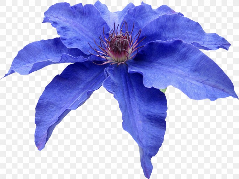Leather Flower Petal Blue Clip Art, PNG, 866x651px, Flower, Blog, Blue, Clematis, Flowering Plant Download Free