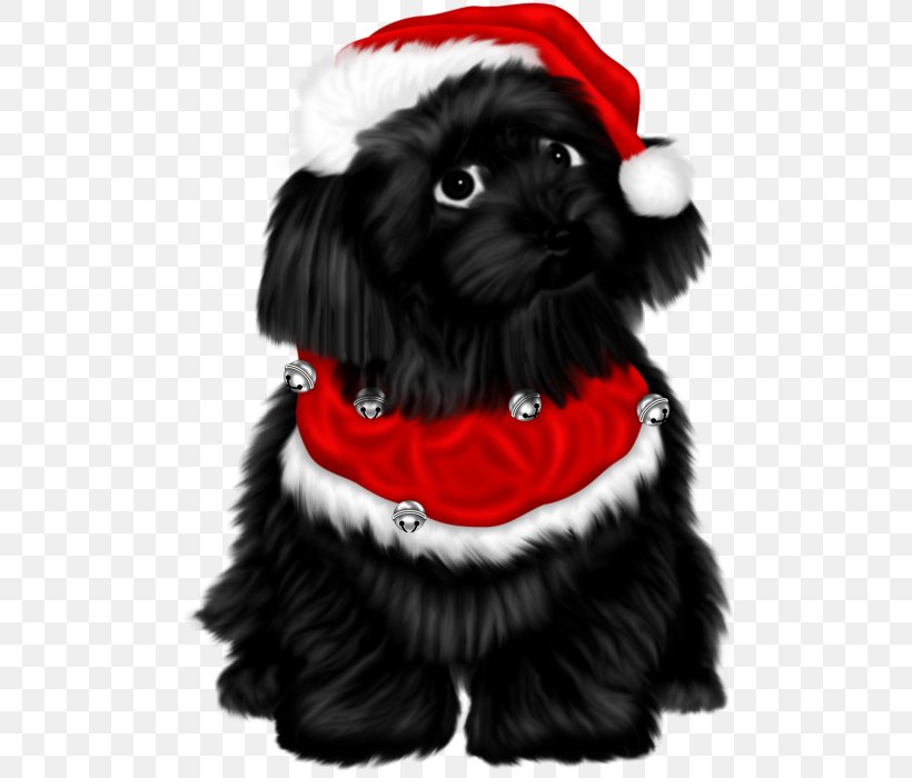 Schnoodle Shih Tzu Affenpinscher Havanese Dog Puppy, PNG, 510x700px, Schnoodle, Affenpinscher, Black, Black And White, Carnivoran Download Free