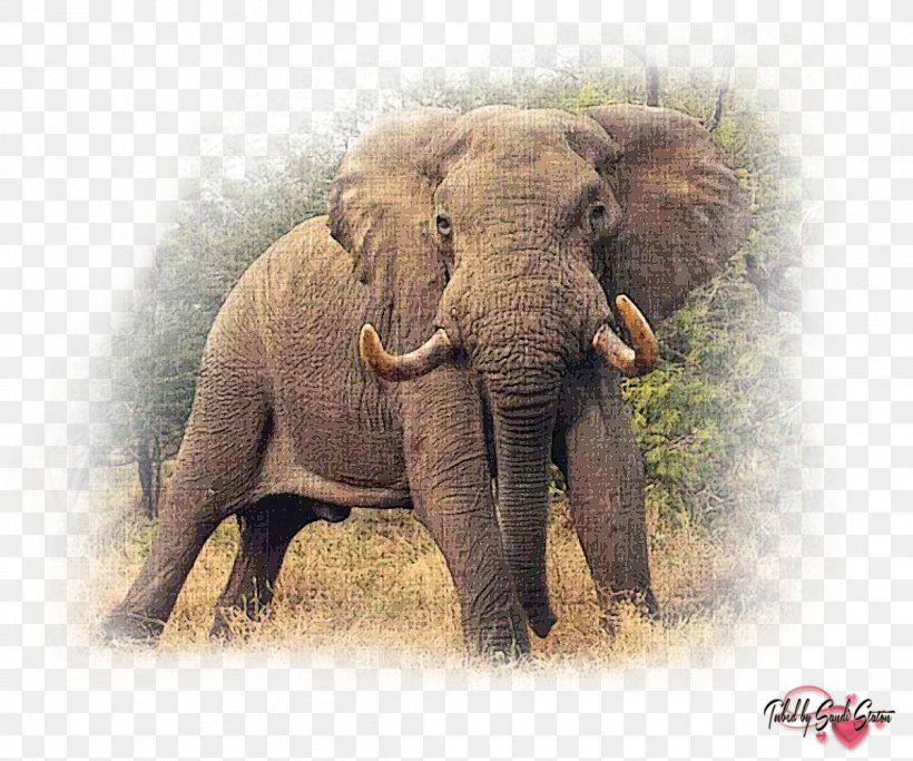 African Bush Elephant The African Elephant Felidae, PNG, 1200x1000px, African Bush Elephant, Africa, African Elephant, Asian Elephant, Cattle Like Mammal Download Free