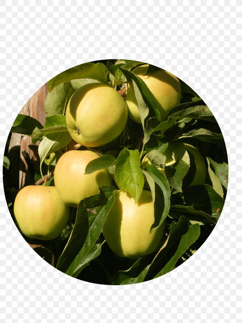 Apple Delbarestivale Fruitbedrijf Van Den Berge Citrus Juice Vesicles, PNG, 1536x2048px, Apple, Citrus, Color, Delbarestivale, Food Download Free