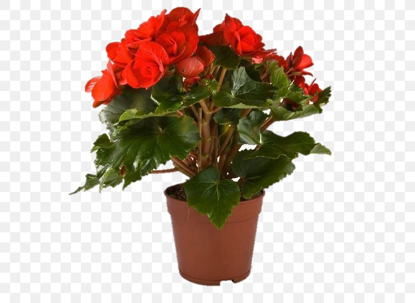 Garden Roses Houseplant Wax Begonia Flowerpot, PNG, 600x600px, Garden Roses, Annual Plant, Artificial Flower, Bedroom, Begonia Download Free