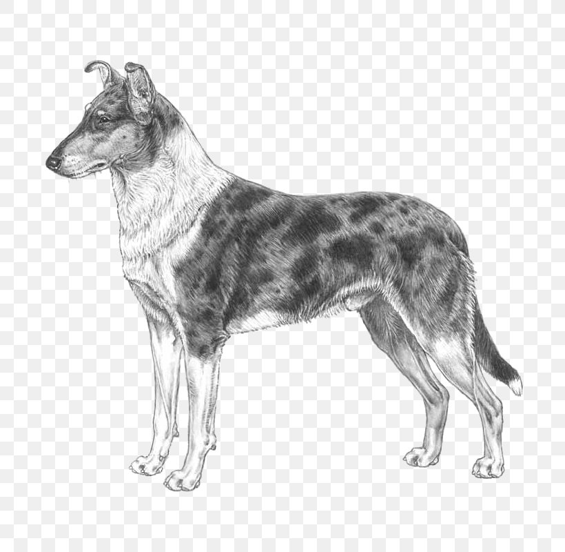 Koolie Australian Cattle Dog Smooth Collie Rough Collie Scotch Collie, PNG, 800x800px, Koolie, American Staghound, Australian Cattle Dog, Black And White, Border Collie Download Free