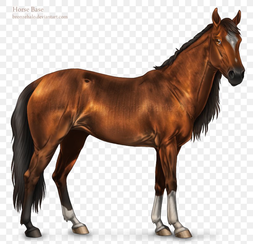 Mustang American Quarter Horse Arabian Horse Stallion American Paint Horse, PNG, 790x790px, Mustang, American Paint Horse, American Quarter Horse, Arabian Horse, Bit Download Free