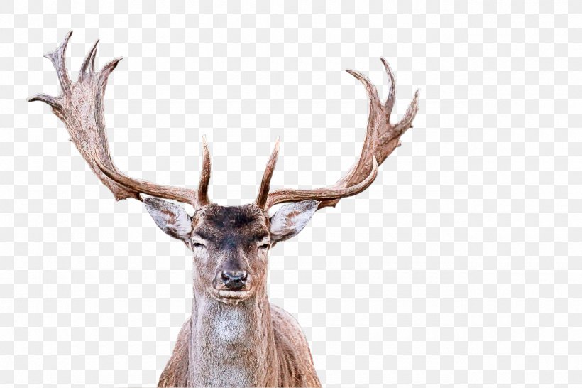 Reindeer, PNG, 1280x853px, Reindeer, Antler, Barren Ground Caribou, Deer, Elk Download Free