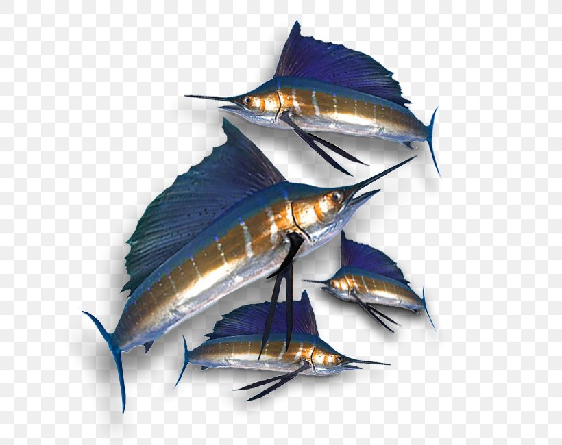 Swordfish South Australia Tuna Game Fish Sailfish, PNG, 650x650px, Swordfish, Angling, Australia, Billfish, Bluegill Download Free