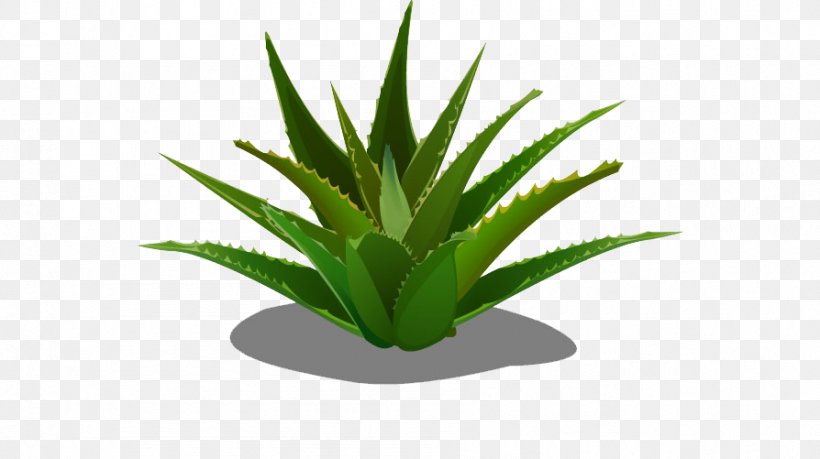Aloe Vera Forever Living Products Agave, PNG, 894x501px, Aloe Vera, Agave, Aloe, Creativity, Designer Download Free