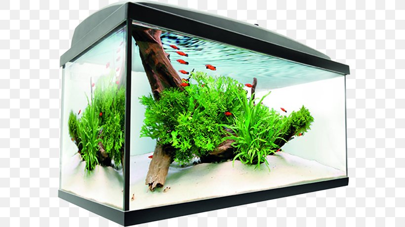 Aquarium Ornamental Fish AQUAEL Nano Reef, PNG, 600x460px, Aquarium, Aquael, Aquarium Decor, Aquariumvis, Aquatic Plant Download Free