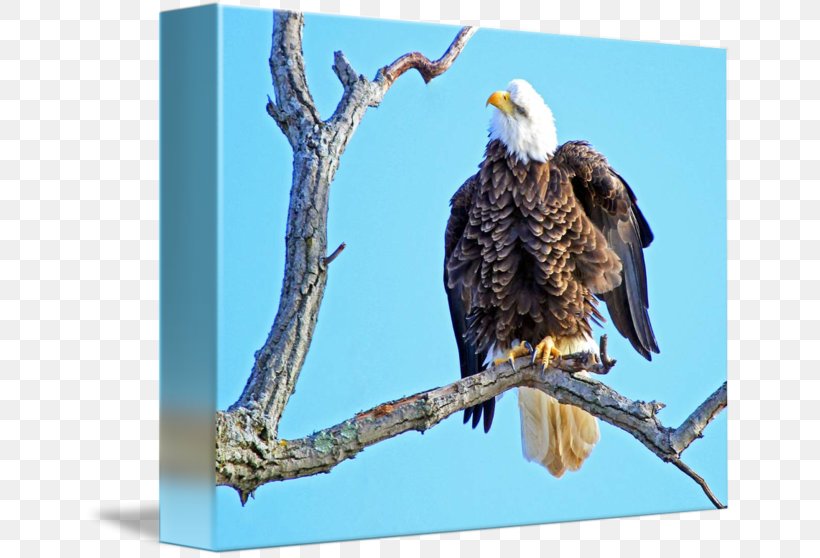 Bald Eagle Hawk Vulture Beak Stock Photography, PNG, 650x558px, Bald Eagle, Accipitriformes, Beak, Bird, Bird Of Prey Download Free
