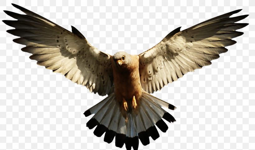Bald Eagle Transparency Clip Art Image, PNG, 1140x672px, Bald Eagle, Accipitriformes, Beak, Bird, Bird Of Prey Download Free