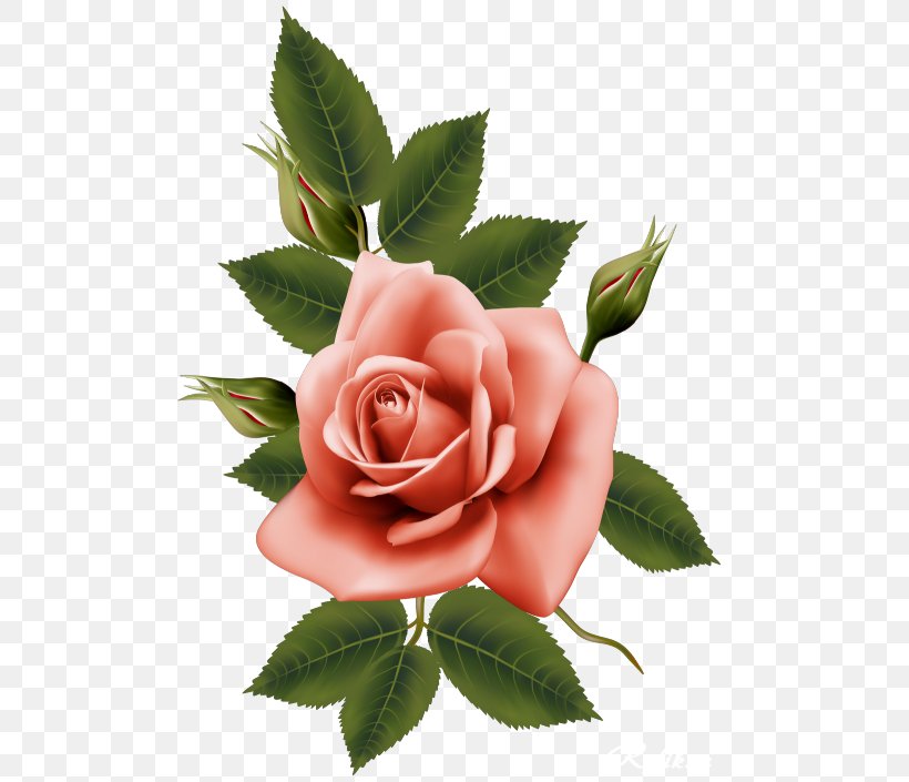 Flower Garden Roses, PNG, 500x705px, Flower, Centifolia Roses, Cut Flowers, Digital Image, Flowering Plant Download Free