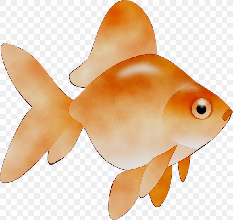 Goldfish Marine Biology Orange S.A., PNG, 1172x1107px, Goldfish, Anemone Fish, Biology, Bonyfish, Feeder Fish Download Free