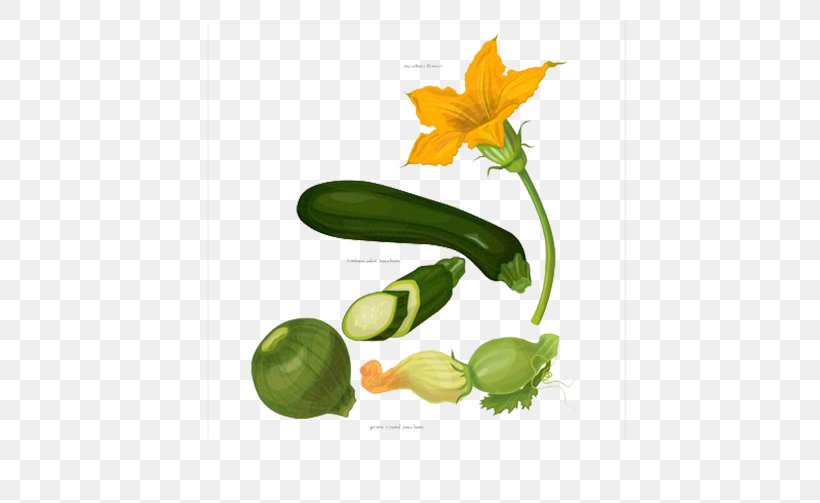 Zucchini Vegetable Pumpkin Botany, PNG, 719x503px, Zucchini, Botanical Illustration, Botany, Citrus, Cucurbita Download Free