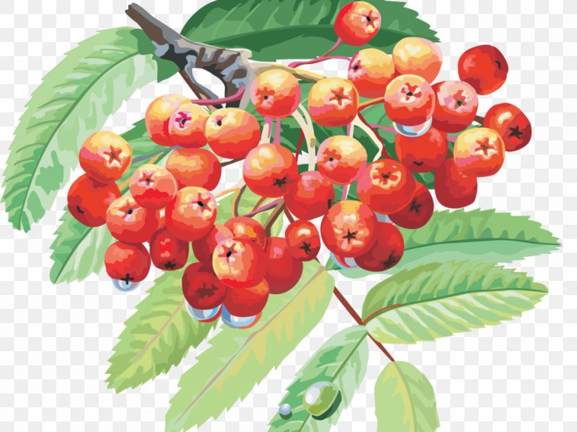 3D Computer Graphics Fruit Drawing, PNG, 1000x750px, 3d Computer Graphics, Accessory Fruit, Acerola Family, Berry, Blueberry Download Free