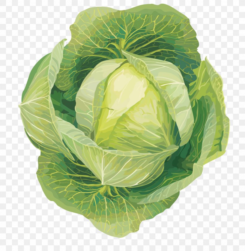 Cabbage Leaf Vegetable Cruciferous Vegetables Clip Art, PNG, 1250x1280px, Cabbage, Brassica Oleracea, Cabbage Family, Cauliflower, Collard Greens Download Free