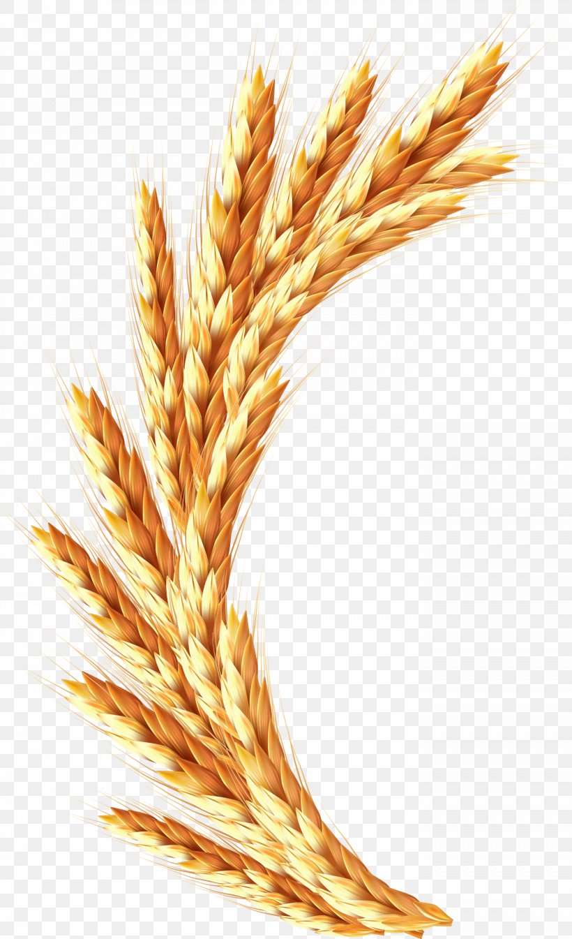 Clip Art, PNG, 1394x2287px, Wheat, Cereal, Cereal Germ, Commodity, Digital Image Download Free