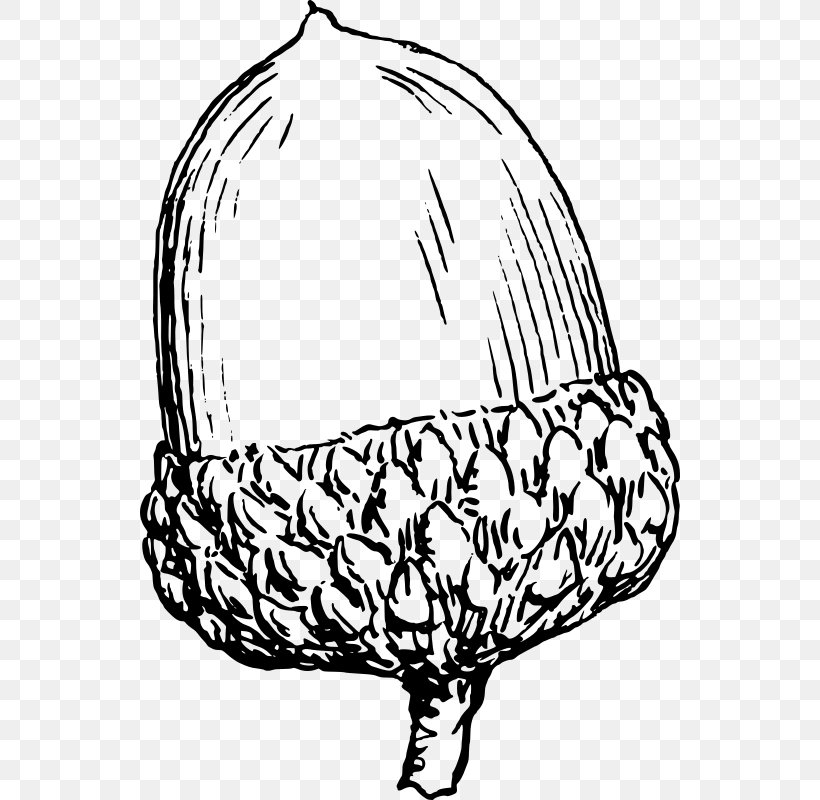 Drawing Acorn Clip Art, PNG, 540x800px, Drawing, Acorn, Art, Artwork, Black And White Download Free