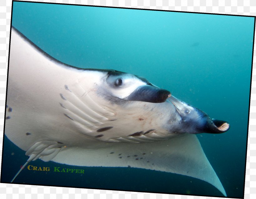 Fish Marine Biology Underwater Marine Mammal, PNG, 2106x1637px, Fish, Biology, Fauna, Mammal, Marine Biology Download Free