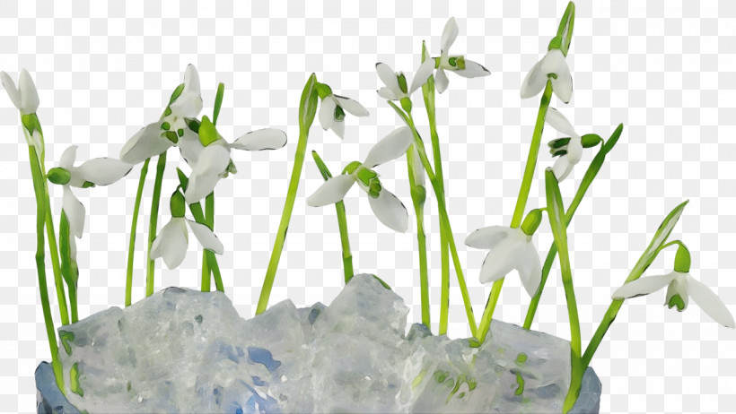 Snowdrop Flower Galanthus Plant Grass, PNG, 1280x722px, Watercolor, Amaryllis Family, Flower, Galanthus, Grass Download Free