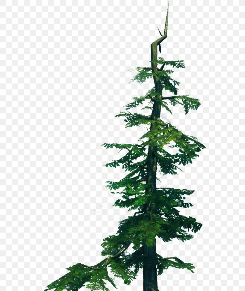 Spruce Fir Pine Christmas Tree Larch, PNG, 561x976px, Spruce, Branch, Christmas, Christmas Decoration, Christmas Ornament Download Free