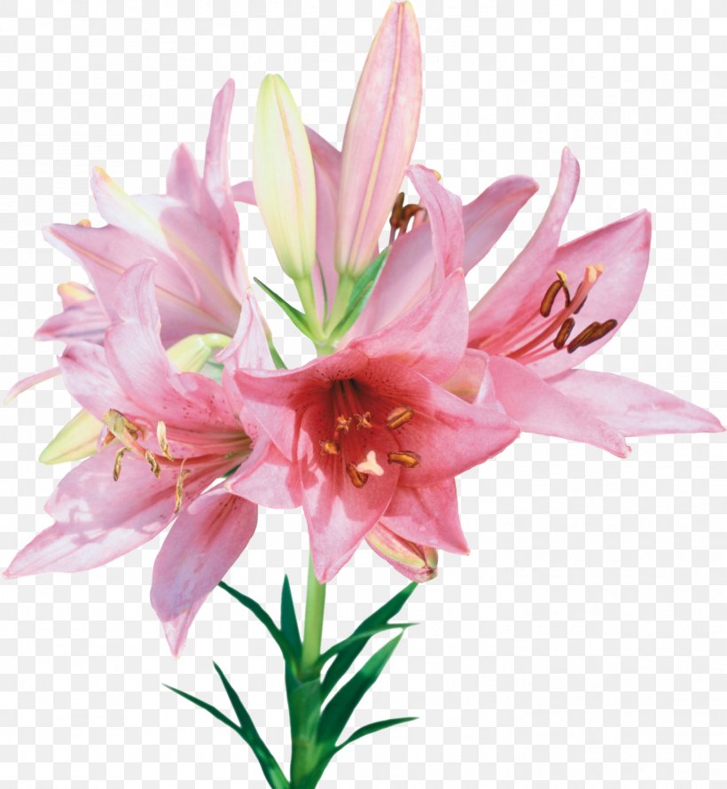 Flower Bouquet, PNG, 1474x1600px, Flower, Amaryllis Belladonna, Amaryllis Family, Chart, Cut Flowers Download Free