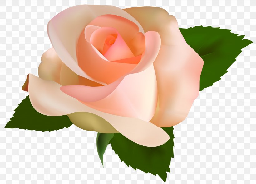 Rose Peach Flower Clip Art, PNG, 4000x2892px, Rose, Bud, Close Up, Color, Cut Flowers Download Free