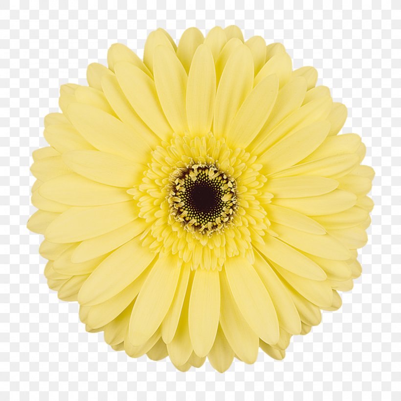 Transvaal Daisy Cut Flowers Chrysanthemum Yellow, PNG, 1280x1280px, Transvaal Daisy, Android, Chrysanthemum, Chrysanths, Cut Flowers Download Free