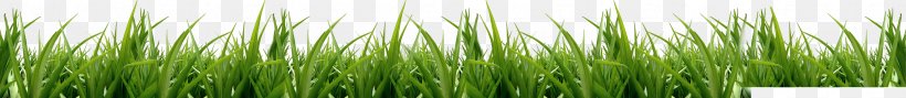 Vetiver Cynodon Meadow Icon, PNG, 3674x400px, Vetiver, Chrysopogon, Chrysopogon Zizanioides, Commodity, Cynodon Download Free