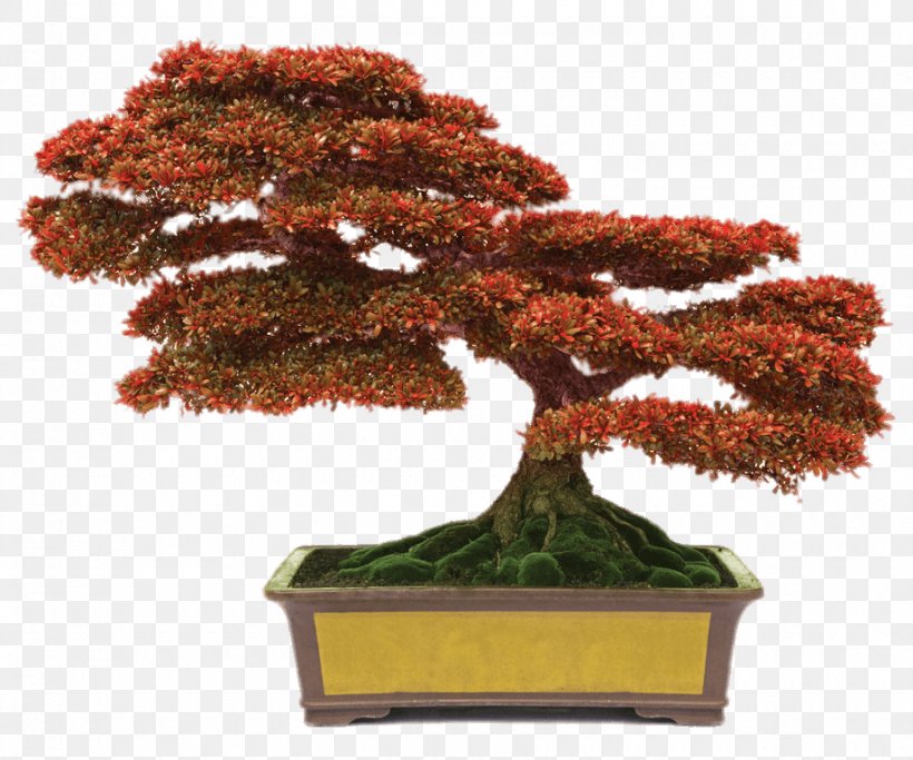 Chinese Sweet Plum Indoor Bonsai Monastery Of The Holy Spirit Flowerpot, PNG, 920x767px, Chinese Sweet Plum, Bonsai, Flowerpot, Garden, Gardening Download Free