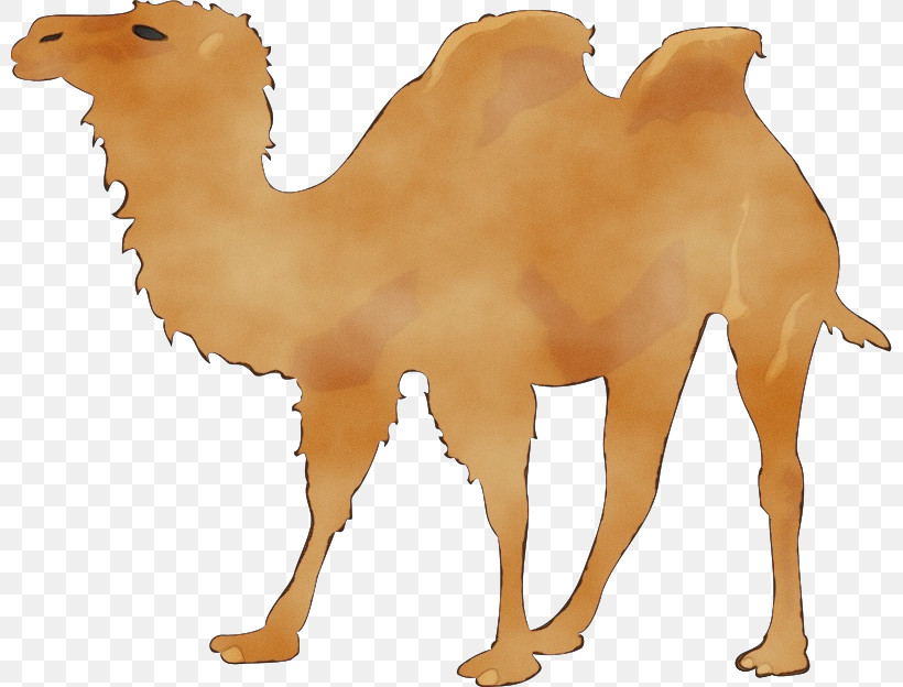 Openclipart Silhouette Transparency Dromedary Drawing, PNG, 800x624px, Watercolor, Animal Figure, Arabian Camel, Bactrian Camel, Camel Download Free