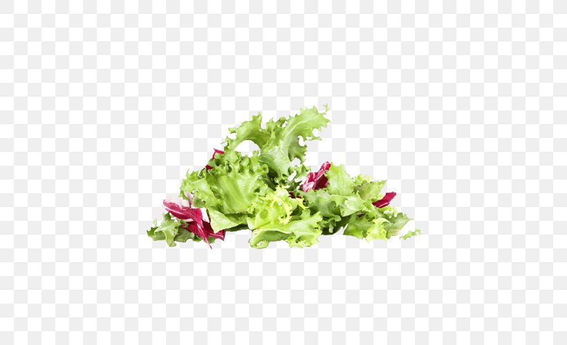 Lettuce Desktop Wallpaper Cichorium Endivia Salad, PNG, 500x500px, Lettuce, Cichorium Endivia, Floral Design, Flower, Flowerpot Download Free