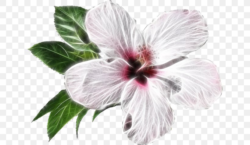 Shoeblackplant Flower Petal Clip Art, PNG, 640x476px, Shoeblackplant, Chinese Hibiscus, Common Hibiscus, Cut Flowers, Flower Download Free