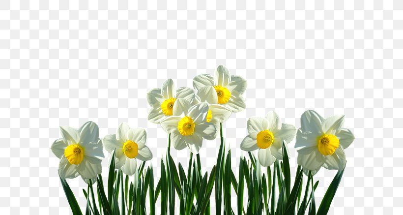 Easter Lily Spring Bulbs Flower Wild Daffodil, PNG, 640x437px, Easter, Amaryllis Family, Bulb, Cut Flowers, Daffodil Download Free