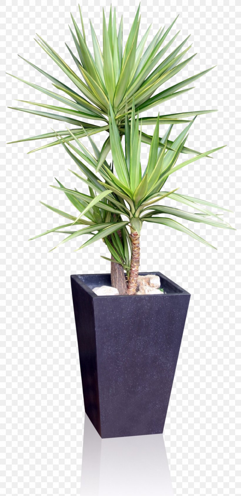 Houseplant Flowerpot Yucca Gloriosa Spineless Yucca, PNG, 1135x2336px, Houseplant, Agave, Arecales, Dracaena, Evergreen Download Free