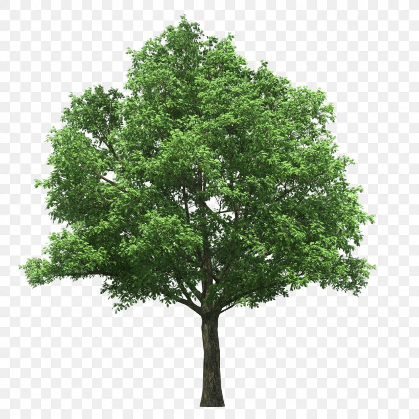 Linden Alley Tree Tilia Platyphyllos Stock Photography, PNG, 1024x1024px, Linden Alley, Branch, Leaf, Lindens, Nature Download Free