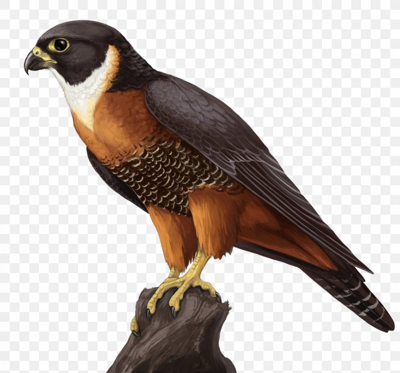 Orange-breasted Falcon Clip Art, PNG, 925x864px, Falcon, Archive File, Beak, Bird, Bird Of Prey Download Free